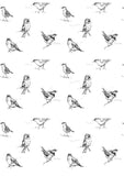 Blackcap