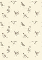 Blackcap