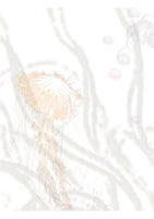 Anemone