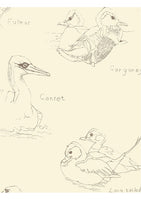 Gannet