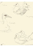 Gannet