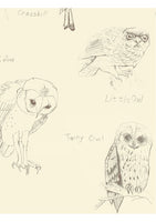 Barn Owl