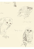 Barn Owl