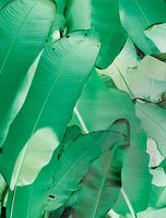 Tektura-Banana Leaf