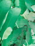 Tektura-Banana Leaf