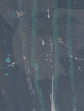 Issey-Nymph of the Waters - Grey-Blue