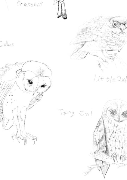 Barn Owl