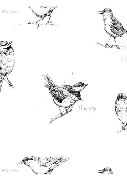 Blackcap