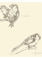 Crested Tit