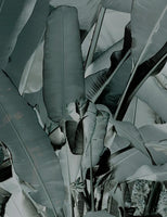 Tektura-Banana Leaf