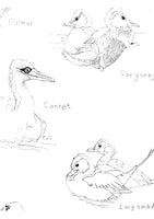 Gannet
