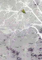 Aurora Borealis