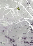 Aurora Borealis