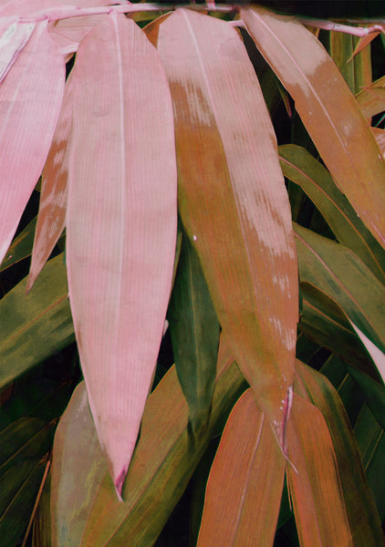 Bamboo Breeze -  Red/Pink