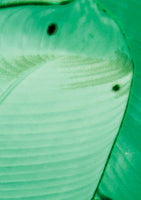 Wise Pond-A Frog Jumps - Green