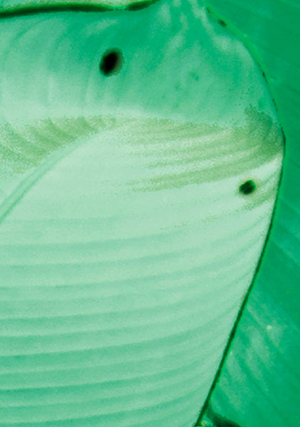 Wise Pond-A Frog Jumps - Green