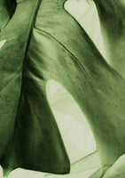 Dusk-The Sound of Water - Green